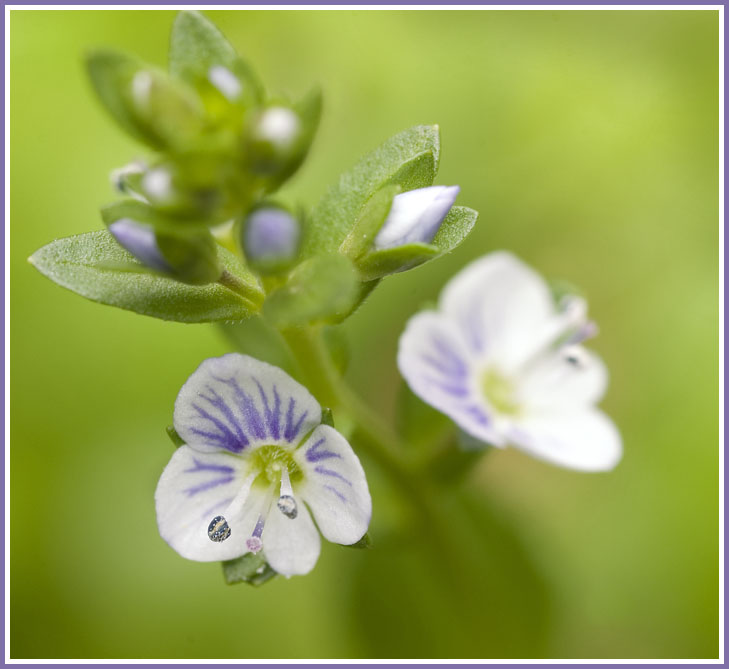 Veronica serpyllifolia / Veronica a foglie di Serpillo